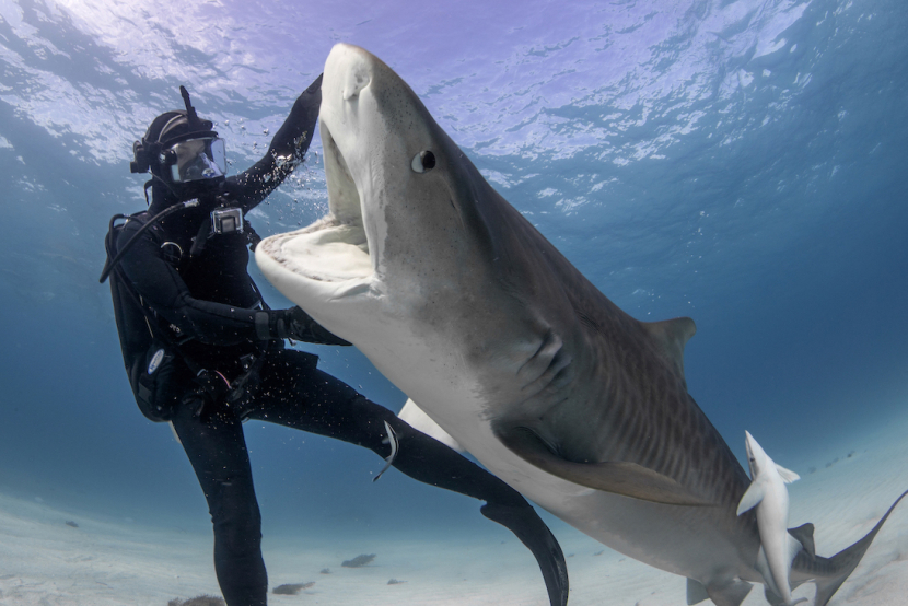 Jamin Martinelli pushes the tiger shark away from her during the close encounter experiment. Jamin Martinelli pushes the tiger shark away from her during the close encounter experiment.